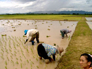 Female Rice Paddy Field Workers in Thailand