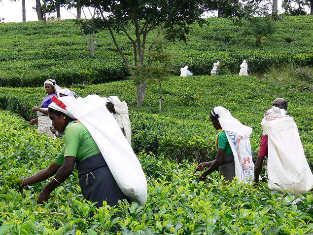 Women Tea Pluckers in Sri Lanka